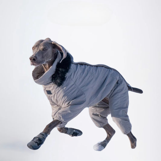 Dogs Clothes Pets Clothes Dogs Skiwear Styled Deisign Fashion Designer Dogs Clothes