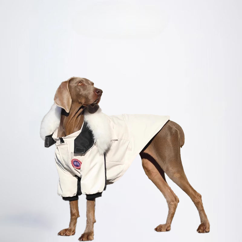 Dogs Jacket Pets Jacket  Dog Cloth Dog Cloth  All Covered Cloth Dog Clothes Dog Jacket Fashion Dog Cloth Fashion Pets Cloth