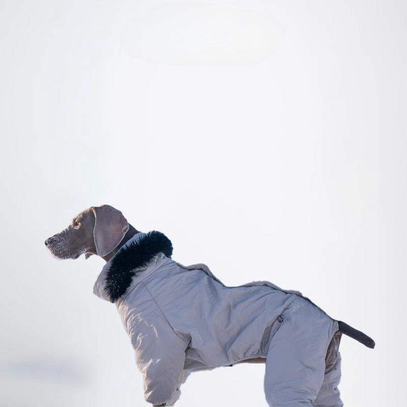 Dogs Clothes Pets Clothes Dogs Skiwear Styled Deisign Fashion Designer Dogs Clothes