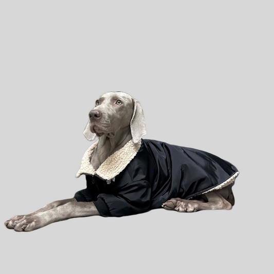 Pet dog cloth Dog outdoor jacket Winter Dog Clothing Pets Clothes Black, suitable for a birthday banquet. It features an elegant and backless design with a socialite style.