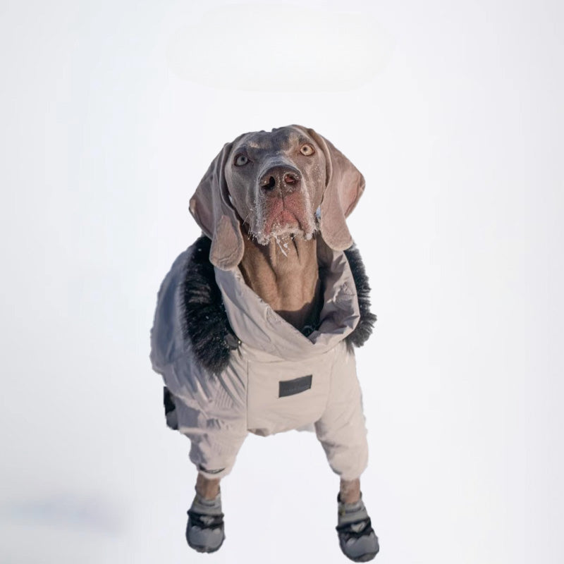 Dogs Clothes Pets Clothes Dogs Skiwear Styled Deisign Fashion Designer Dogs Clothes
