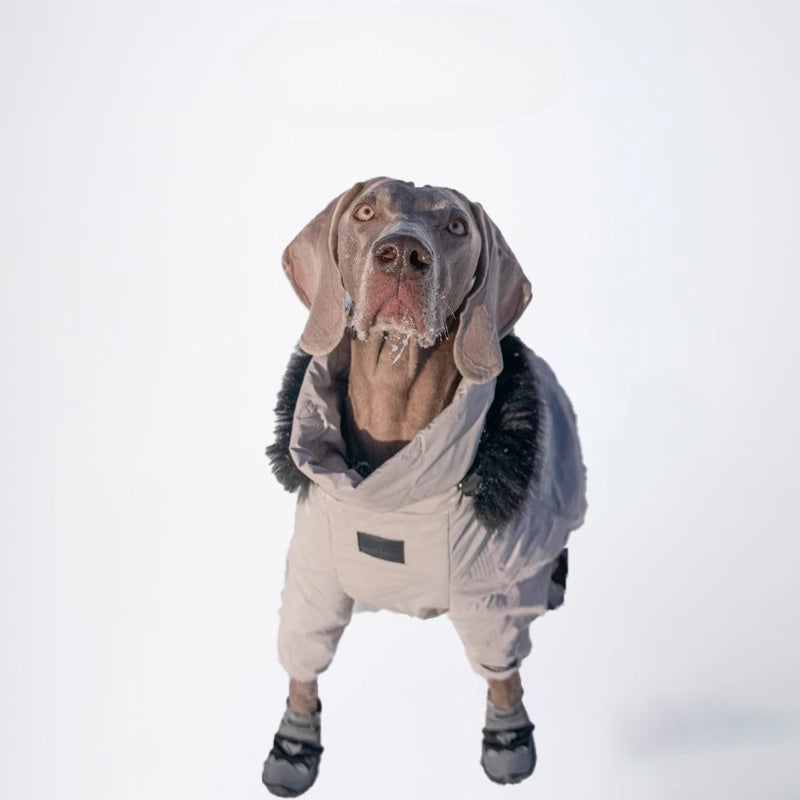 Dogs Clothes Pets Clothes Dogs Skiwear Styled Deisign Fashion Designer Dogs Clothes