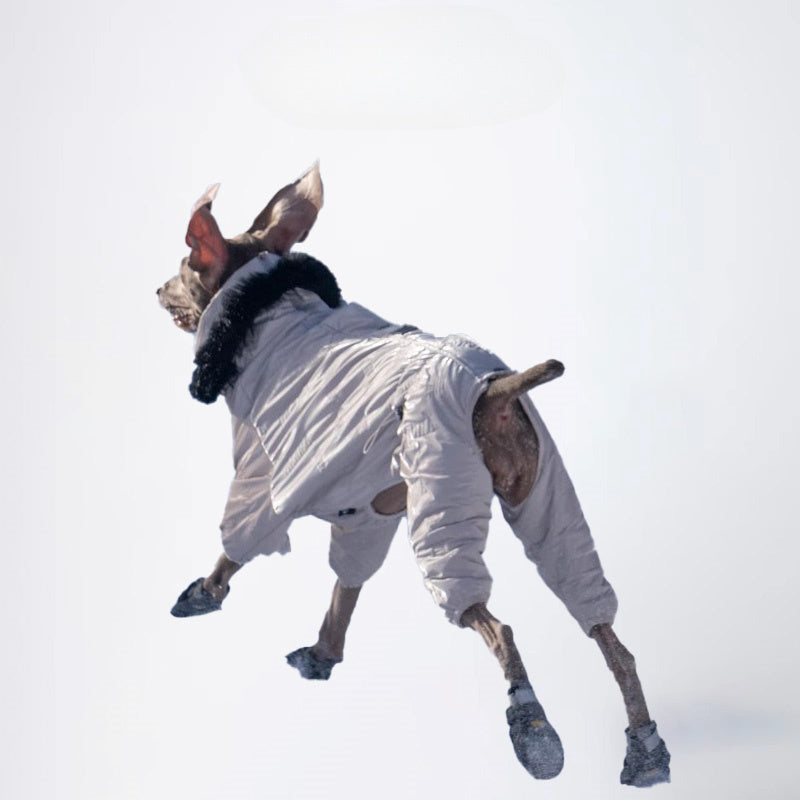 Dogs Clothes Pets Clothes Dogs Skiwear Styled Deisign Fashion Designer Dogs Clothes