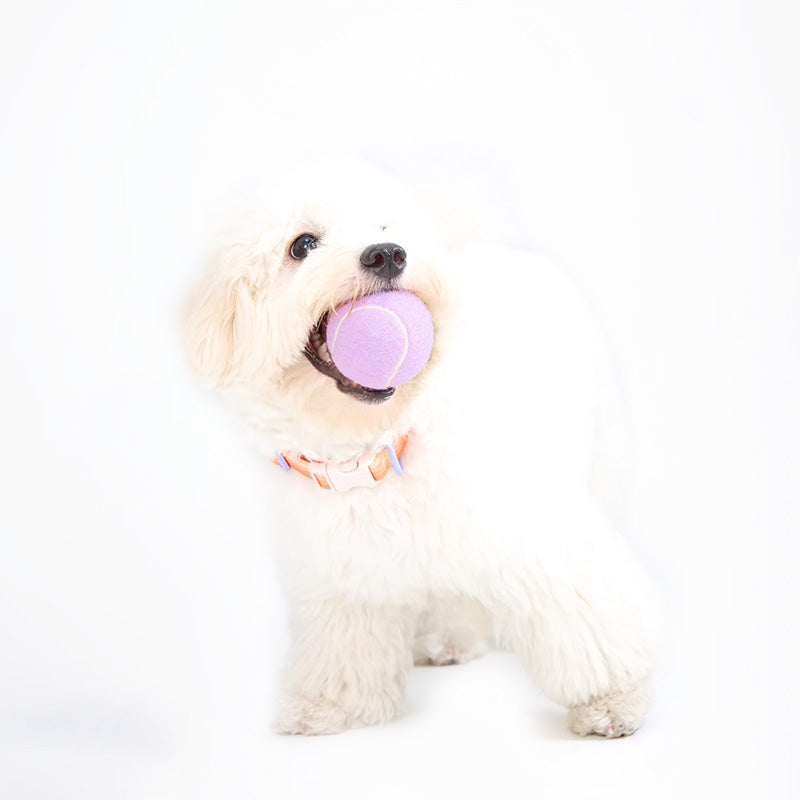 Pet sweetheart balls, unlimited fun, let pets enjoy unique deliciousness, well-made, safe and healthy